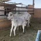 بقره ناتج