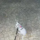 كلب مالتيز