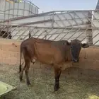 حسيله ثنيه