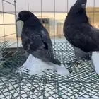 طبه حمام اسكاي كتر
