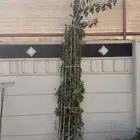 للبيع ستاندات للزراعه