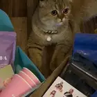 قطة سكوتش ذكر للبيع