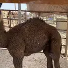 قعود تربيه ياكل