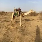 قعود حر سوداني طايع على شرط سليم من جميع العذاريب موقع المظ