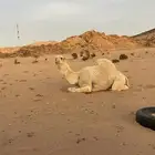 بعير رماني