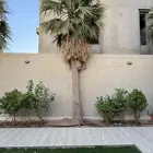 نخل واشنطن للبيع