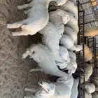 ذبايح حري نعيمي