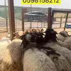 اضاحي نعيم وحريات ونجديات ابو محمد موقعنا بالقرب من فرسان