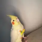 كروان عصفور