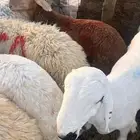 حريات