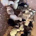 للبيع صوص رومي