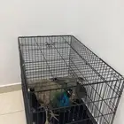 جوز طائوس للبيع