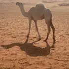 قعود طيب على ولد الحاكم ابن قريع عمره 8 شهور امه كفو