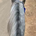 عسف خيل