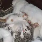 قططط لتبني