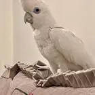 كوكاتو اليف متكلم للبيع وهدد