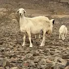 ضان حريات 22 بالفحل
