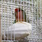 طيور روز ثنين
