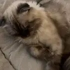 تزاوج سكوتش