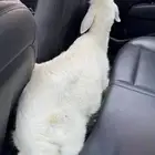 خروف