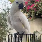 ببغاء كوكاتو