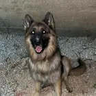 متوفر كلب جيرمن شيبرد بيور للتقليح ذكر