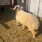 خروف نعيمي رباع