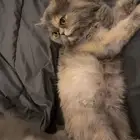 قطط تبني