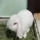 ارنب سلالة هولاند لوب
