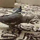 فرخين كروان