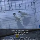 طير روز