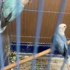 جوز روز تحته بيض