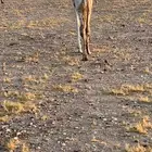 قعودي بري شحم