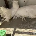 حمام رقاص للبيع ( بالليث )