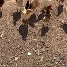 دجاج لوهمان المستورد بيور صافي