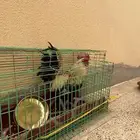 ديك للبيع شرط اذان واضراب الديك كفوو - البيع على السوم .