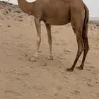 ناقه بنت مياس سابقه بالطايف ولا طاح رقمها بالخليج