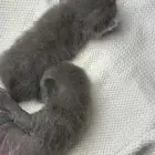 قطط