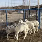 بهم تربيه