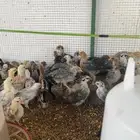 صوص دجاج العمر سبوعين