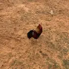 ديك بلدي ترثه