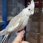 فرخ كروان تم البيع