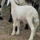 طلي حليب