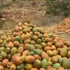 للبيع برشومي احمر معه اخضر شوي نظيف للبيع