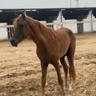 خيل شعبي للبيع