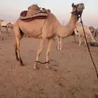 رحول للبيع