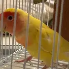 طير روز عمر سنه تقريبا