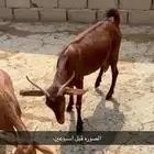 شاه دهماء سديس تحتها طلي احو
