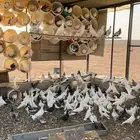 حمام البيع