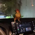 ببغاء صن كنيور